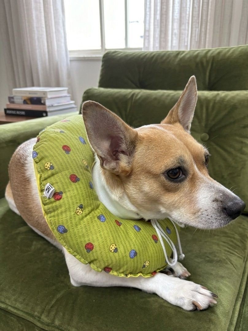 Colar macio Lambenao em uso